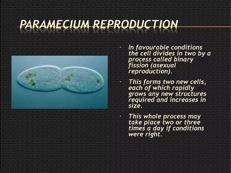  Paramecium: ¡Una diminuta tormenta de cilios que se desliza por un mundo invisible!